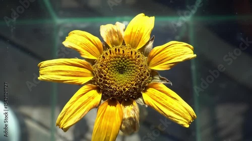 Flower Unfurl Time-Lapse | 