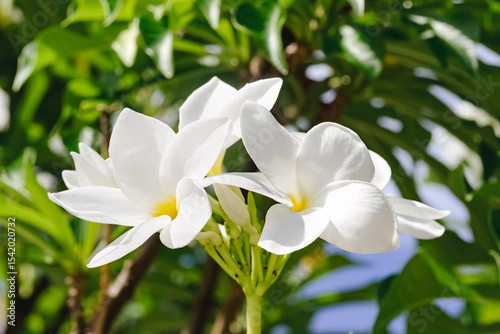 Close-up of white and yellow plumeria flowers with selective focus against green leaves. Natural light, sharp details, contrast of flowers and foliage, for decoration and postcards