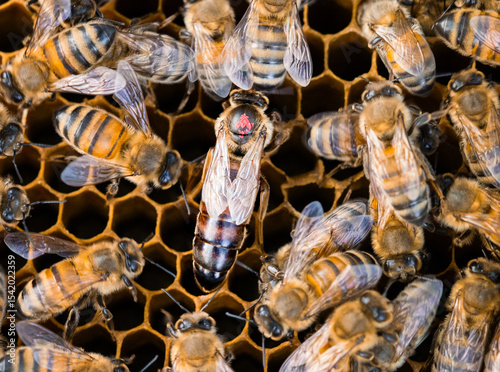 A dark queen bee marked with a red dot on beeswax comb, surrounded by worker bees