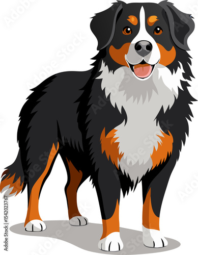 Bernese Mountain Dog