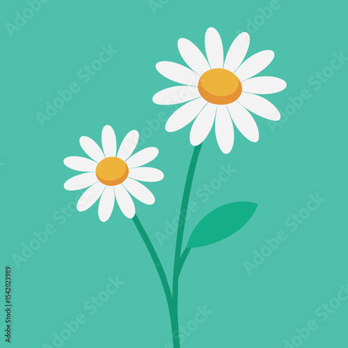 Simple illustration of two daisy flowers in full bloom against a teal background