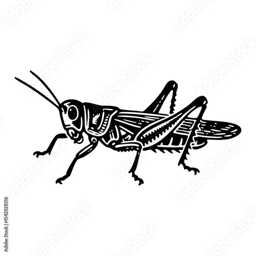 Grasshopper engraving black and white outline. Scratch board imitation.  illustrated in vintage line art style on a white background.