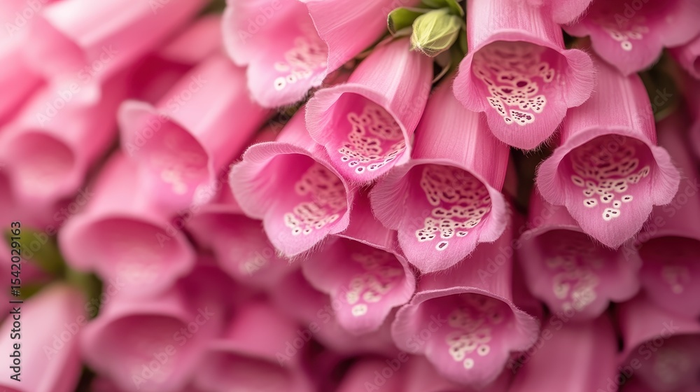 Obraz premium A stunning display of vibrant pink foxglove flowers with intricate white patterns inside their tubular blossoms, showcasing nature's delicate beauty and floral charm.