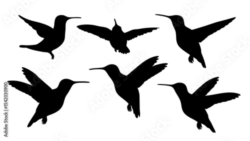 humming bird silhouette vector illustration on tranparent background