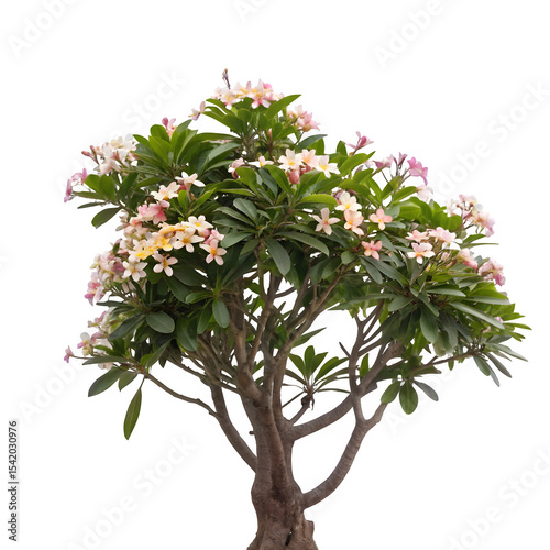 Plumeria on transparent background