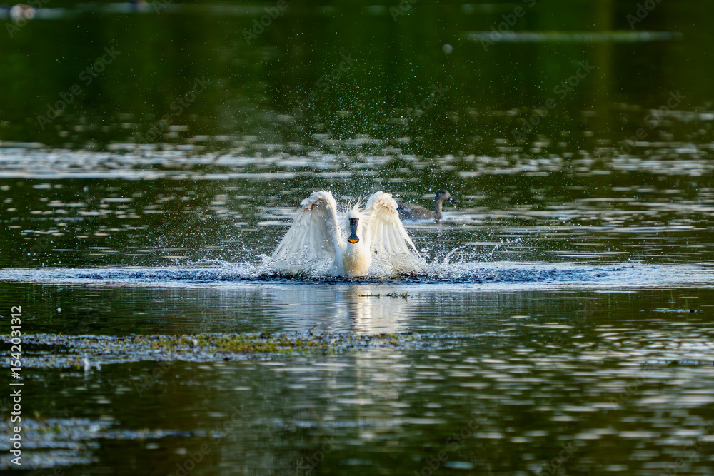 Fototapeta premium Eurasian Spoonbill Splashing in Lake During Bathing or Feeding