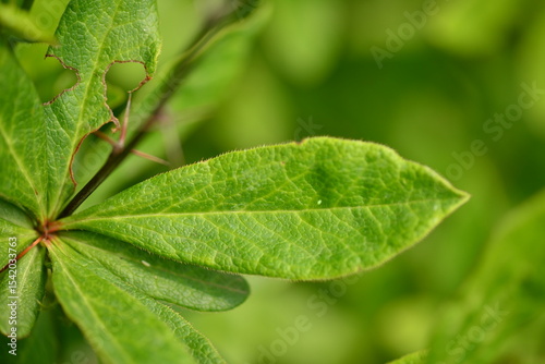 Berberis koreana - Korean Barberry Shrub with Green Leaves, Spines and Red Berries