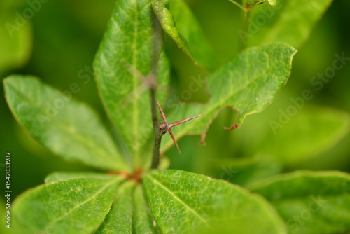 Berberis koreana - Korean Barberry Shrub with Green Leaves, Spines and Red Berries