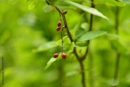 Berberis koreana - Korean Barberry Shrub with Green Leaves, Spines and Red Berries