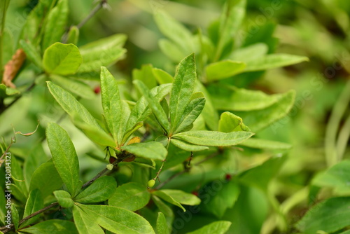 Berberis koreana - Korean Barberry Shrub with Green Leaves, Spines and Red Berries