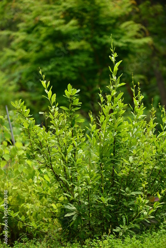Berberis koreana - Korean Barberry Shrub with Green Leaves, Spines and Red Berries