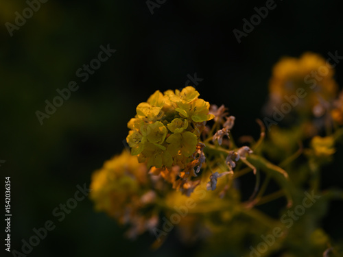 夕陽の当たる菜の花のクローズアップ