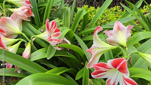 Close-up of blooming Amaryllis Hippeastrum flowers with vivid red petals, green stems, macro floral detail, natural growth process, botanical beauty, and tropical garden atmosphere