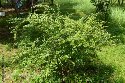 Berberis thunbergii - Japanese Barberry Shrub with Red Berries and Spiny Branches