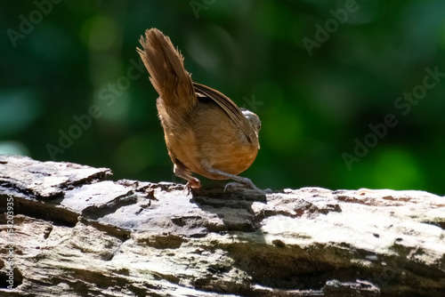 Javan black-capped babbler is looking for caterpillars on a tree trunk