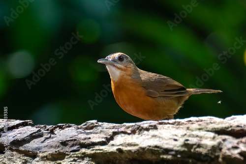 Javan black-capped babbler is looking for caterpillars on a tree trunk