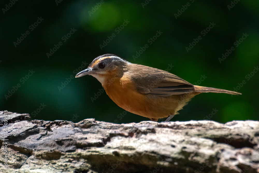 Fototapeta premium Javan black-capped babbler is looking for caterpillars on a tree trunk