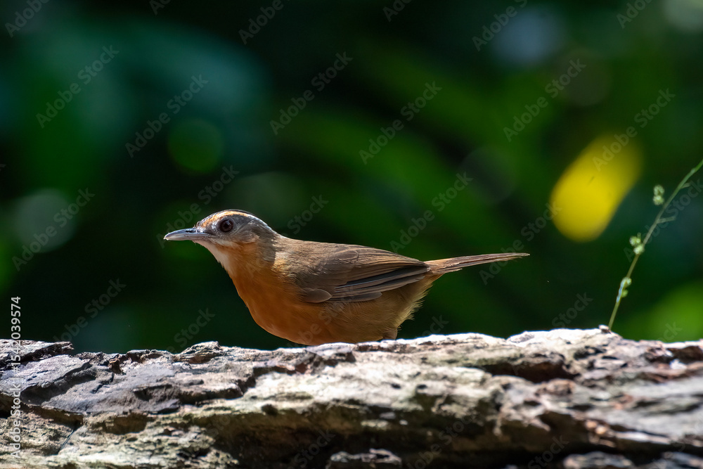Obraz premium Javan black-capped babbler is looking for caterpillars on a tree trunk