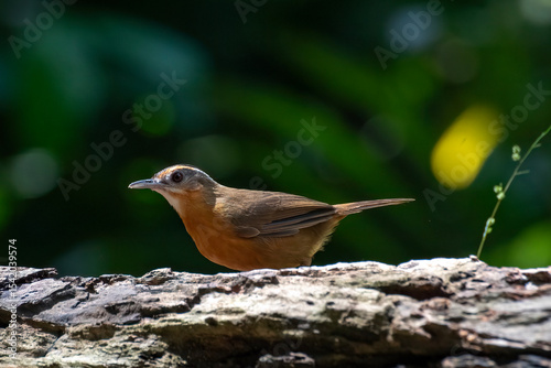 Javan black-capped babbler is looking for caterpillars on a tree trunk