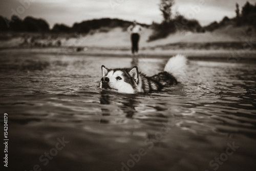 black and white husky swimming