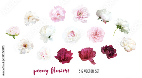 Pale peony flowers vector design big set. Bleached bluesh pink, white, beige, creamy, burgundy red summer peonies. Cut out spring blooms. All elements are isolated and editable on white background