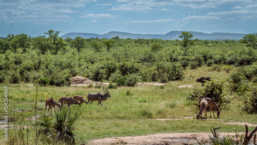 Greater kudu group male and females in green savannah scenery in Kruger National park, South Africa ; Specie Tragelaphus strepsiceros family of Bovidae