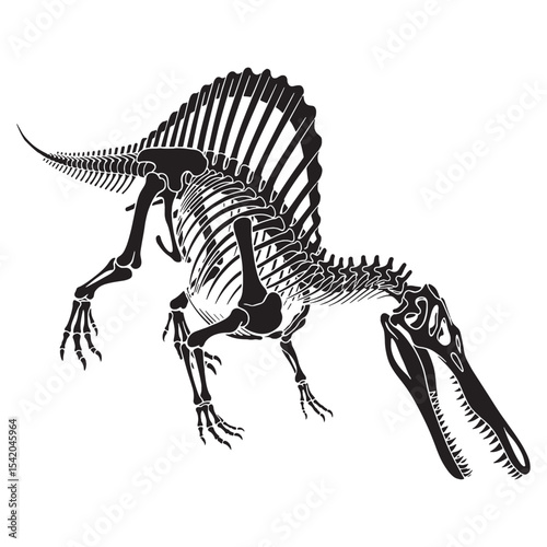 The sail-backed giant lives on – Spinosaurus skeleton silhouette with detailed Spinosaurus skeleton vector – dinosaur skeleton silhouette

