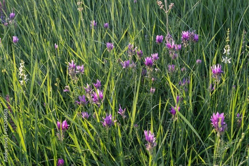 Fototapeta Naklejka Na Ścianę i Meble -  Blooming purple wild flowers in a summer meadow under soft sun rays at sunset. Natural nature background for design