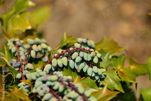 Mahonia japonica - Japanese Mahonia with Spiny Evergreen Leaves and Textured Bark