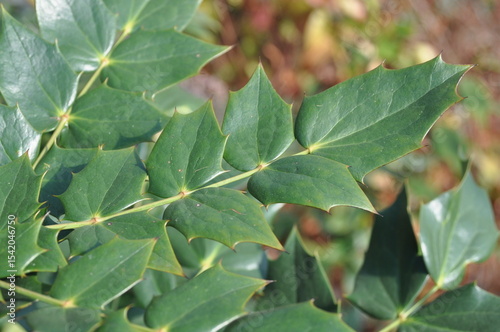 Mahonia japonica - Japanese Mahonia with Spiny Evergreen Leaves and Textured Bark