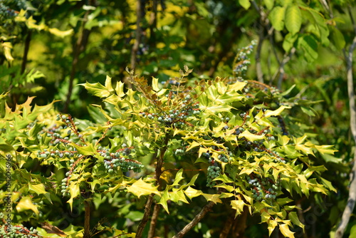 Mahonia japonica - Japanese Mahonia with Spiny Evergreen Leaves and Textured Bark
