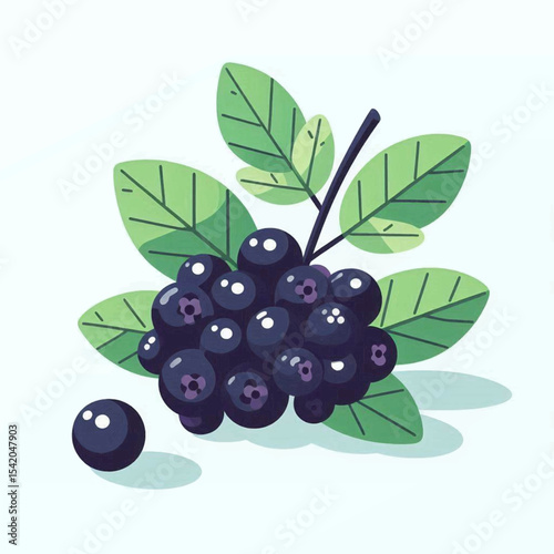 A vibrant illustration of chokeberries on a branch surrounded by green leaves with one berry detached