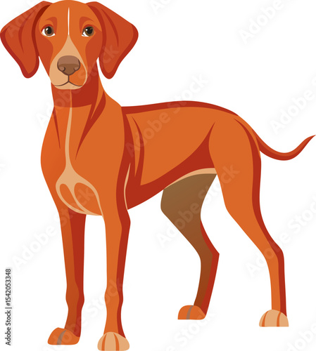 Vizsla dog  vector 