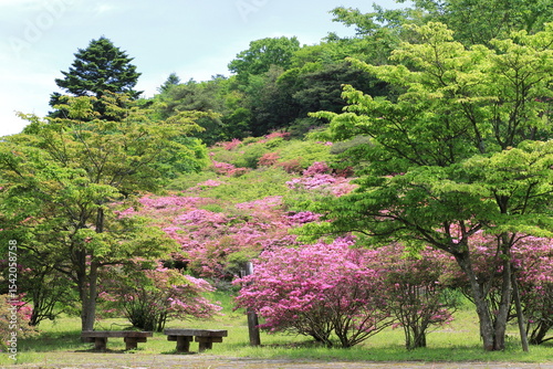 つつじが咲く春の公園