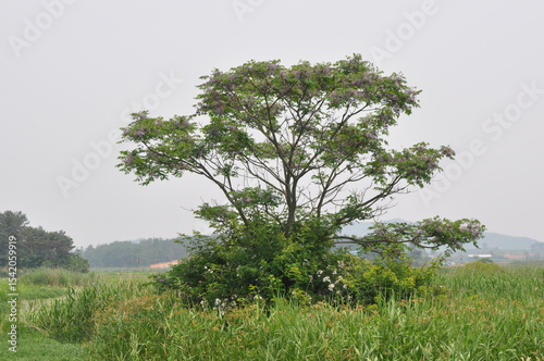 Melia azedarach - Chinaberry Tree with Bipinnate Leaves, Textured Bark and Upright Growth Form