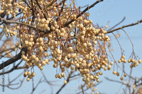 Melia azedarach - Chinaberry Tree with Bipinnate Leaves, Textured Bark and Upright Growth Form
