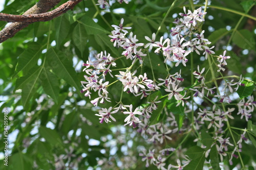 Melia azedarach - Chinaberry Tree with Bipinnate Leaves, Textured Bark and Upright Growth Form