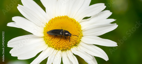 Käfer auf einer Margerite - Schnellkäfer (Elateridae) Panorama Nahaufnahme - Baden-Württemberg, Deutschland