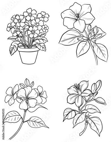 Black and white botanical illustration of four different flower arrangements