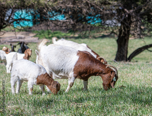 Boer goats, both does and kids, grazing on early spring pasture. Cedar trees are naturalized in the pasture.  Trees on pasture help with shade and wildlife. Livestock pasture raised on a farm.
