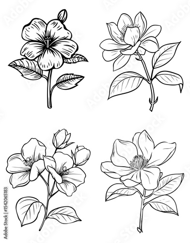 Black and white drawing of four different flower species with leaves and stems