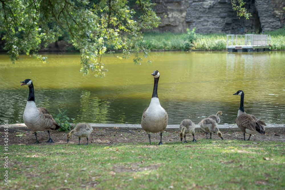 Fototapeta premium Paris, France - 06 09 2025: Park Buttes Chaumont. A pair of geese and their young walk to find food with another adult near the lake