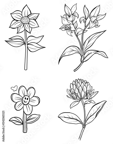 Black and white line drawing of four flower species