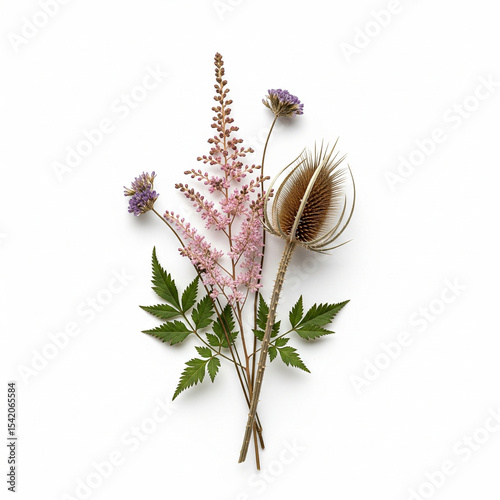 dried flower of Delicate and Spiky