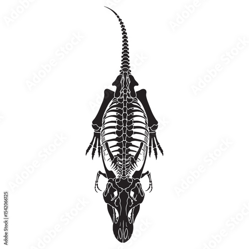 Architectural lines of a predator – Tyrannosaurus rex skeleton silhouette and technical Tyrannosaurus rex skeleton vector – dinosaur skeleton silhouette

