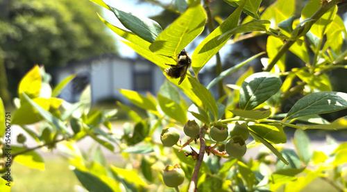 Bumblebee Resting on Blueberry Leaves Daytime Garden Closeup. Foraging Bumble Bee clinging to blueberry stem In early summer.