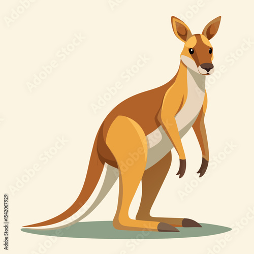 kangaroo vector illustration