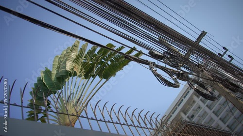 Urban Landscape Featuring Electrical Wires Amidst Beautiful Greenery and Nature Elements