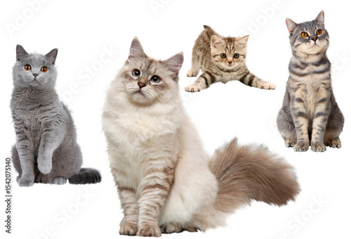 cat,domestic cat adorable cute mammal cats funny studio shot animal pet cut out white background realistic fluffy  furry diverse pose pussycat posing kitten  domestic isolated