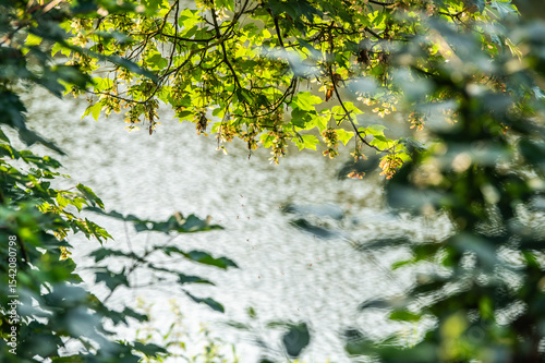 Ahornbaum Acer mit Flügelnüssen im Gegenlicht vor Wasseroberfläche am Neckar in Neckartenzlingen